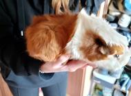 Grajewo ogłoszenia: Oddam świnkę morską w dobre ręce z klatką - zdjęcie