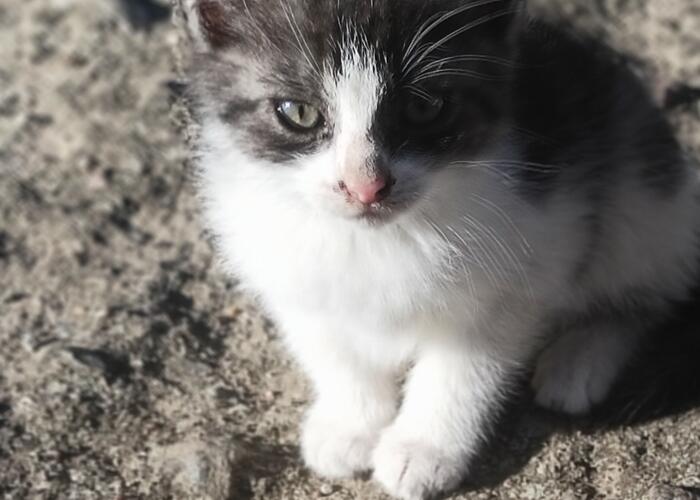 Grajewo ogłoszenia: Dzień dobry mam do oddania  w dobre ręce małą kotkę z końca...