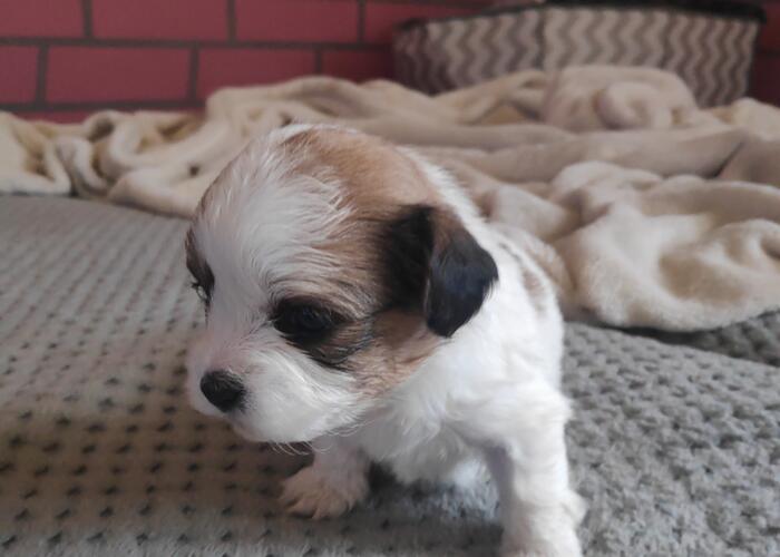 Grajewo ogłoszenia: Oddam szczeniaki. Dwie suczki zaszczepione