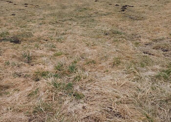 Grajewo ogłoszenia: Wydzierżawię ponad 3 ha łąki znajdującej się w Grajewie...